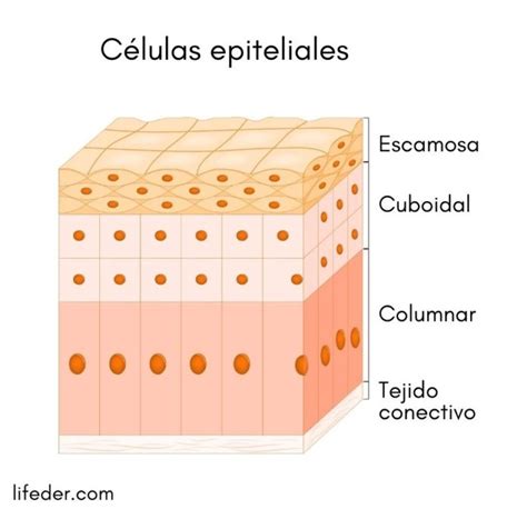 celulas epiteliales escamosas - celulas da glia